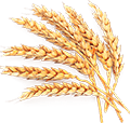 wheat