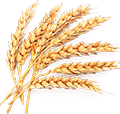 wheat